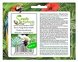 Stk - 6x Tacca Integrifolia violett Fledermausblume Pflanzen - Samen #251 - Seeds Plants Shop...