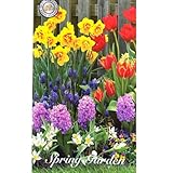 IFLO® 100 Blumenzwiebel Mix – Bunter Frühlingsblumen-Mix mit Narzissen, Tulpen & Hyazinthen –...