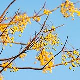 neem, neembaum niembaum, winterharte garten, blumensamen gastgeschenk winterhart schnittblumen...