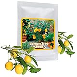Mini Zitronenbaum Samen - 10 Stück/Pack - Zitrone - Citrus - Bonsai geeignet