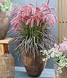 BALDUR Garten Lampenputzergras 'Tiny Tails®',1 Pflanze, kompakter Wuchs, üppige Blüte,...