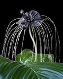 Seedeo® Anzuchtset Fledermausblume (Tacca chantrieri)