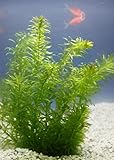 WASSERPFLANZEN WOLFF- Klärpflanze! - Egeria densa - winterharte Wasserpest für den Teich im 5cm...