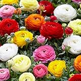 Bloomique - Mischung aus 50 - Ranunkeln - Hahnenfuß - Hahnenfuß - Farbmischung - Blumenzwiebeln -...