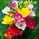 15 Blumenzwiebeln Freesia Einfachblüten-Mischung | Umfang 5/6 cm | Blumenzwiebeln von den besten...