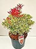 Schattenglöckchen Pieris japonica Carneval 40-50 cm hoch im 3 Liter Pflanzcontainer
