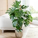 Gardener's Dream große Monstera Deliciosa Topf Pflanze - Fensterblatt Zimmerpflanze, immergrüne,...