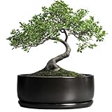 SQOWL Bonsai-Töpfe – 20,3 cm Keramik-Pflanztöpfe für Sukkulenten, runder Indoor-Pflanztopf mit...