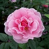 Kletterrose „Camelot®“ - rosa blühende, duftende ADR-Topfrose im 6 L Topf - frisch aus der...