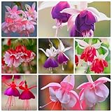 750 pcs fuchsien pflanzen winterhart samen - blumen samen mehrjährige, kübelpflanzen (Fuchsia...