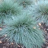 150 semi di Blue Festuca Varna 3615 (Festuca Cinerea Glauca Varna)