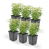 Bodendecker - Kriechspindel - Euonymus fortunei 'Emerald Gold' - 9cm Topf - Set mit 6 Pflanzen