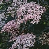 holunder - winterharte garten holunder baumsamen, indoor grünpflanzen, gartendeko für draußen...