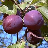 Pflaumenbaum, Graf Althans, Prunus domestica, Obstbaum winterhart, Pflaume blau violett, im Topf,...