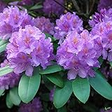 Rhododendron Hybride 40-50 cm Alpenrose Frühlingsblüher verschiedene Sorten (Catawbiense...