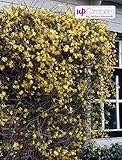 Winterjasmin Pflanze 60-70 cm (Jasminum nudiflorum) – Winterharte Gartenpflanze, Gelbe Blüten,...