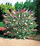 BALDUR Garten dreifarbiger Schmetterlingsstrauch 'Papillion Tricolor', 1 Pflanze, Buddleja davidii,...