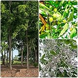 neem baum samen - Azadirachta indica - Niembaum - baumsamen - Seltene Pflanzen serie - balkon garten...