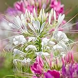 Spinnenblume gemischt Samen - Spinnenblume Cleome spinosa