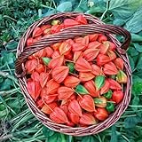 400 Pcs Physalis Samen Bio - Physalis Baum Samen, Obstbaum, Obst Samen, Steingartenpflanzen...