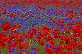 20 qm Mohnwiese blaue Kornblume und roter Klatschmohn Bienenweide Insektenwiese rote und blaue...