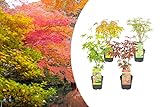 Bloomique - Mischung aus 4 Japanischen Ahornbäumen - Winterharte Pflanzen - Gartenpflanzen...