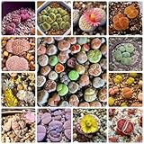 100 Pcs Lithops Lebende Steine Pflanzen Samen - Mini Sukkulenten Echt, Lithops Seeds, Sukkulenten...