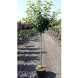 Apfel Baum 'Cox Orange Renette' Malus domestica im 7,5l Topf gewachsen 150-200cm Obstbaum winterhart