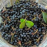 AroniaSamen, Aroniabeeren, Aronia melanocarpa, obstsamen für garten alte sorten exotische obstsamen...