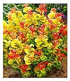 BALDUR Garten Traubenheide 'Curly Gold®', 1 Pflanze, attraktive Blattfärbung, winterhart,...
