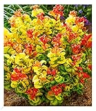 BALDUR Garten Traubenheide 'Curly Gold®', 1 Pflanze, attraktive Blattfärbung, winterhart,...