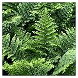 5 x Dryopteris affinis 'Crispa Congesta'...