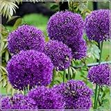 Allium Zwiebeln,Blumenzwiebeln,Winterharte Stauden,Schnittblumen,Runde Blumen, Zierblumen,...