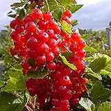 Müllers Grüner Garten Shop Rosetta, großfrüchtige rote Johannisbeere, aromatischer Geschmack,...