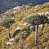 drachenbaum kaufen, winterharte balkon, garten bodendecker, indoor alte sorten, 15samen