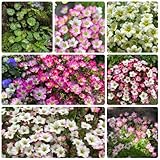 SteinbrechSamen - kräutergarten geschenk Saxifraga stolonifera - kübelpflanzen stauden winterhart...
