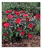 BALDUR Garten Winterharter Hibiskus Summerific® Midnight Marvel, 1 Pflanze, Staudenhibiskus,...