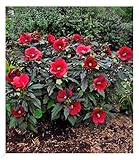 BALDUR Garten Winterharter Hibiskus Summerific® Midnight Marvel, 1 Pflanze, Staudenhibiskus,...