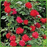 Kletterrose Santana - Kletter-Rose winterhart & duftend - Pflanze für Rankhilfe im 5 Liter...