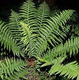 Echter Wurmfarn - großer Topf - Dryopteris filix mas