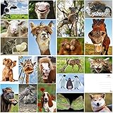 Edition Colibri LUSTIGE TIERE Set 6: Postkarten-Set mit witzigen und süssen Tieren (20...