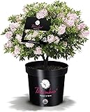 Plantenwelt Wiesmoor !!WELTNEUHEIT!! Bloombux® – Flower & Form by INKARHO® 20-25 cm breit im 2...