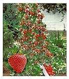 BALDUR Garten Kletter-Erdbeere 'Hummi®', 3 Pflanzen Fragaria Erdbeerbäumchen schnellwachsende und...