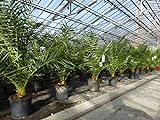 SONDERPREIS: Palme 100 - 130 cm, Phoenix canariensis, kanarische Dattelpalme, kräftige Palmen,...