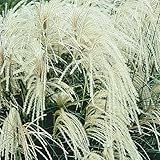 Miscanthus sinensis ' Silberspinne ' Einzeln im Topf Echtes Chinaschilf (Ziergras Gräser Stauden...