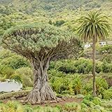 drachenbaum kaufen, winterharte für garten, alte sorten, balkon 40samen