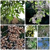 50 Pcs Neem Samen - Niembaum - Neembaum Samen, Winterharte Kübelpflanzen Neem Baum Samen - Melia...