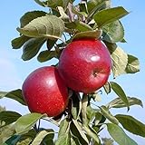 Säulenapfel Skyline Scooter sehr schmackhafte süße Sorte Apfel ca. 150-170 cm 7,5 Liter...