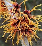 Zaubernuß Aphrodite 40-60cm - Hamamelis intermedia - Gartenpflanze