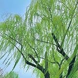 Trauerweide, Salix babylonica, stauden winterhart mehrjährig Trauerweide baumsamen garten...